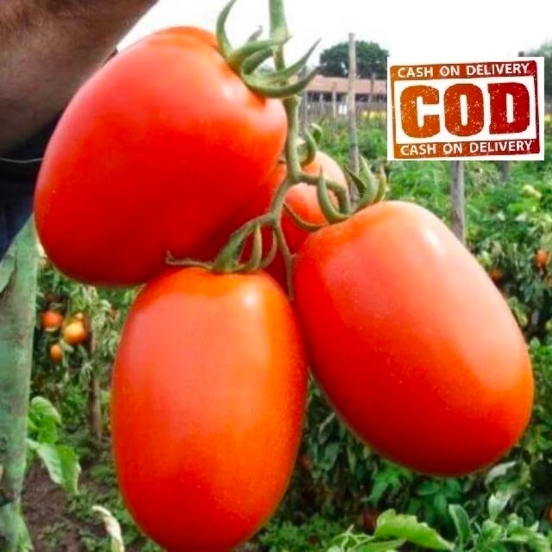 Tomat Jumbo Tomat Besar Bibit Tomat Besar 50 Biji Jumbo Benih Tomat Buah Tomat Berkualitas