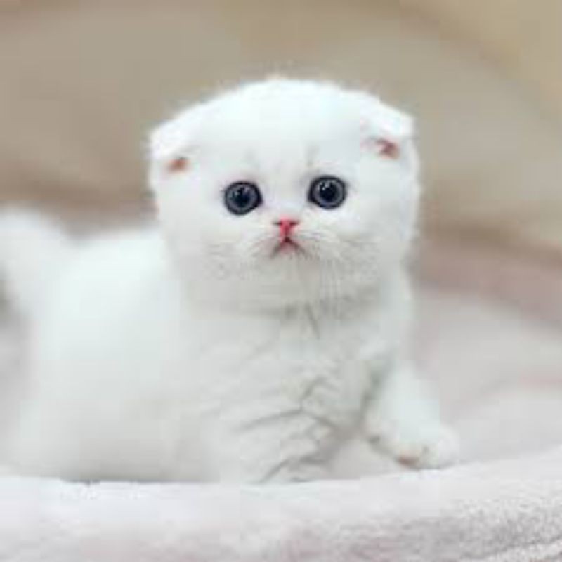 KUCING KITTEN SCOTTISH FOLD WHITE