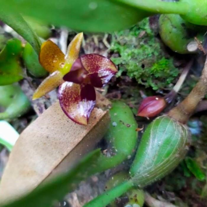 Baru bulbophyllum ecornutum/ anggrek wangi