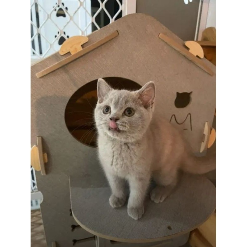 KUCING KITTEN BSH LILAC || KUCING KITTEN BRITISH SHORTHAIR LILAC BLUE