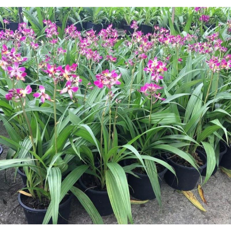 tanaman hias anggrek tanah-anggrek tanah-anggrek