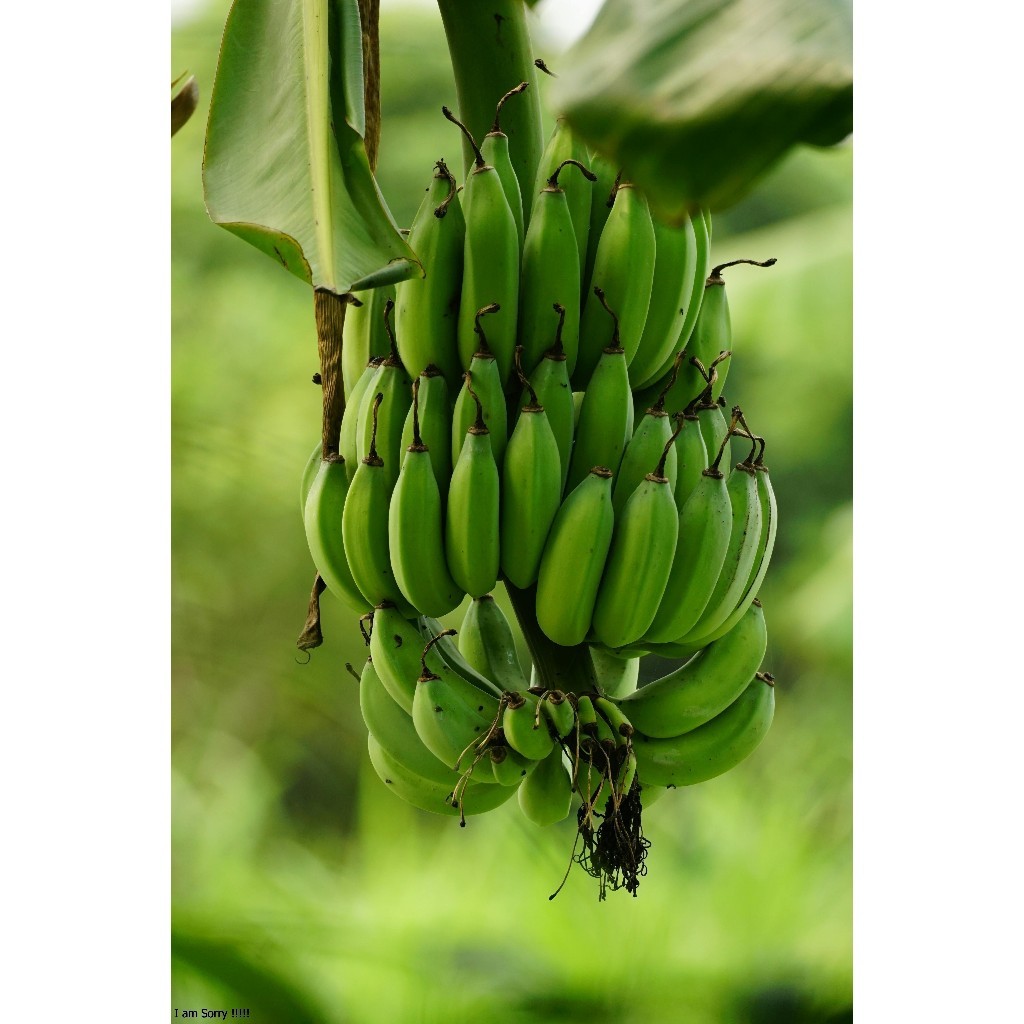 PISANG RAJA NANGKA/BIBIT PISANG RAJA NANGKA