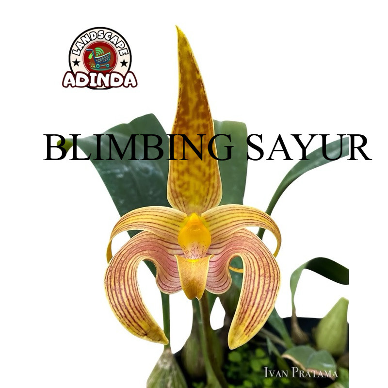 (PROMO) anggrek dendrobium Bulbophyllum lobii siap berbunga