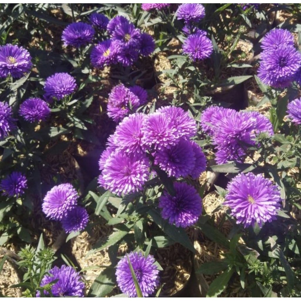 Pohon Pikok Bunga Ungu Tanaman Hias Pohon Pikok Ungu