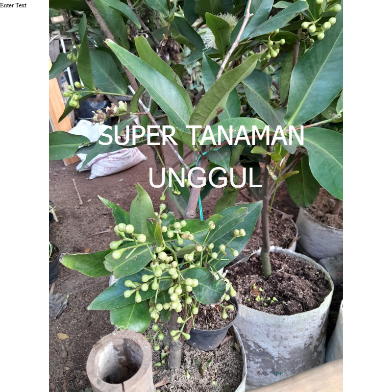 bibit tanaman buah jambu air madu deli hijau - sudah berbuah