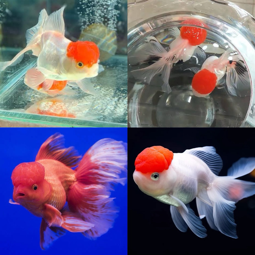 [TERLARIS] Ikan Hias Koki Oranda Cherry Head Oranda Goldfish Cherry Head Size L Hiasan Aquarium