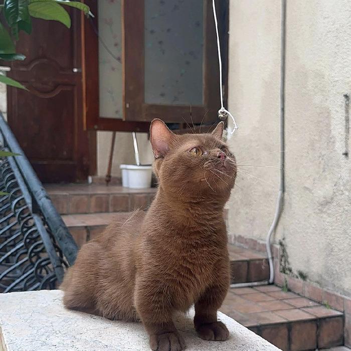 kucing munchkin bsh cinnamon/kucing cebol brittish shorthair cinamon/kucing cebol british non ped ja