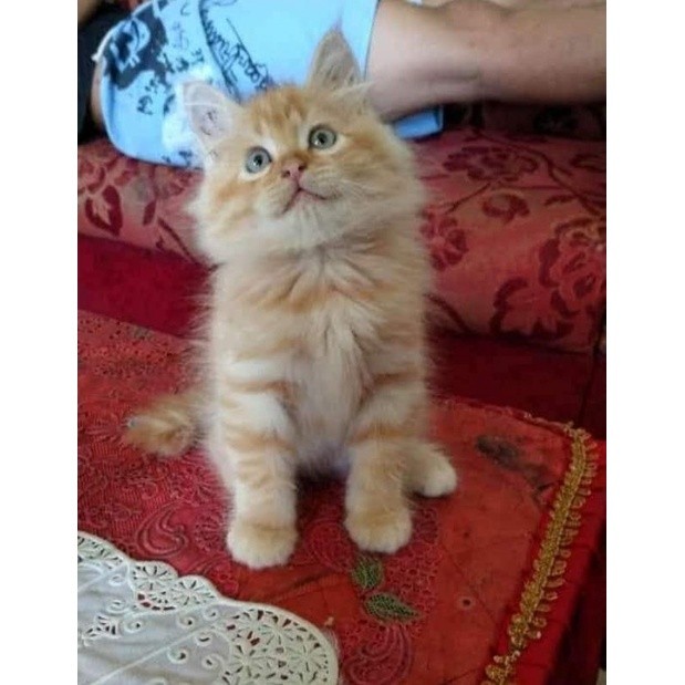 kucing anggora