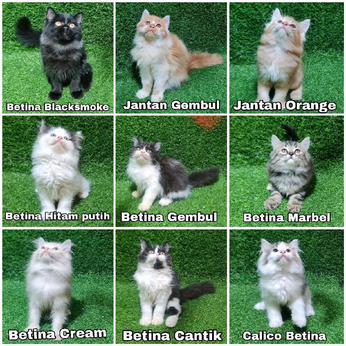JUAL KITTEN PERSIAN PERSIA LUCU SUPERAN KUCING BESAR ANGORA ANGGORA ADOPSI ADOP