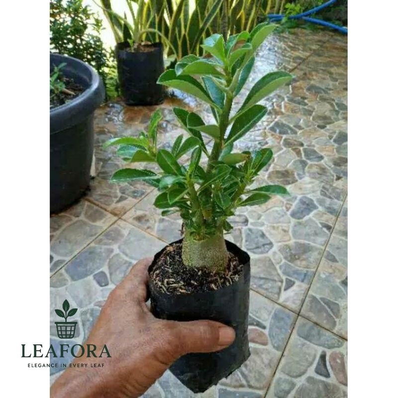 BONSAI ADENIUM ARABICUM-bibit tanaman bonsai adenium arabicum