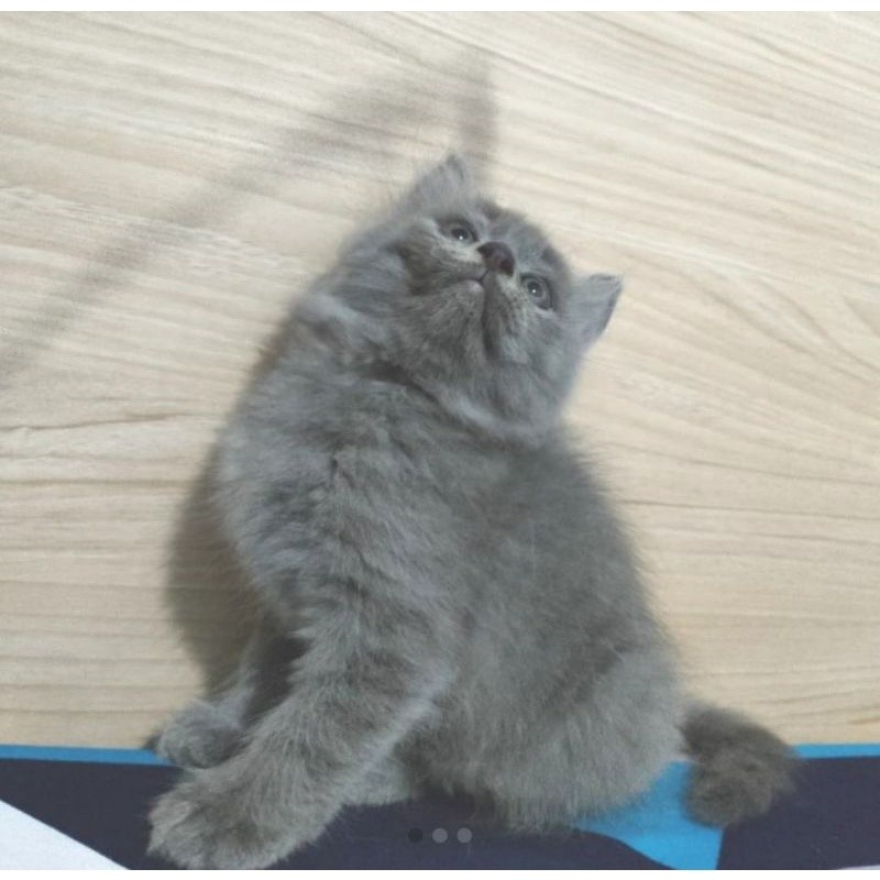 kucing persia abu solid