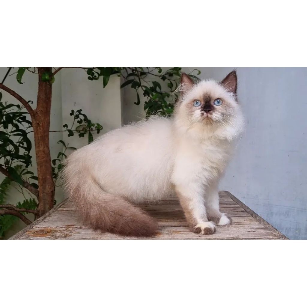 KUCING PERSIA MEDIUM JANTAN 4 BULAN HIMALAYA MIX RAGDOLL