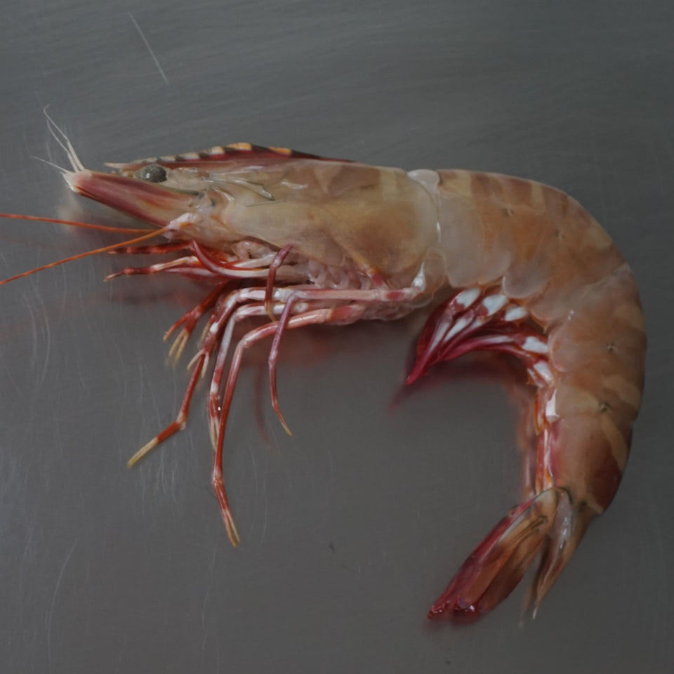 Udang Laut Windu Super