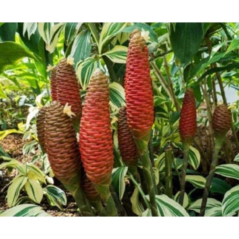 Tanaman Lempuyang+buah lempuyang (Zingiber zerumbet)/Bunga lempuyang/Laja lempuyang250