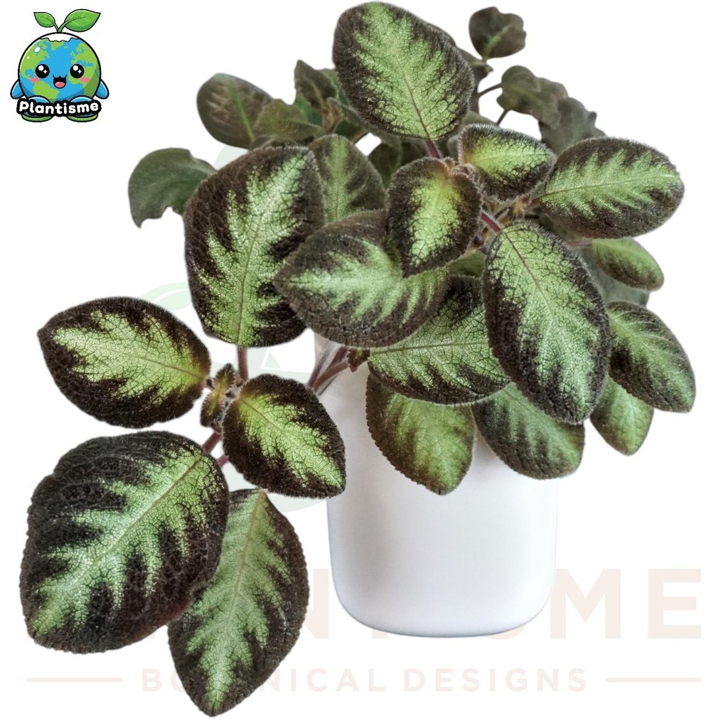 Tanaman Hias – Episcia ‘Blue Nile’ Daun Beludru Biru Hijau Velvet Glow Trail Gem