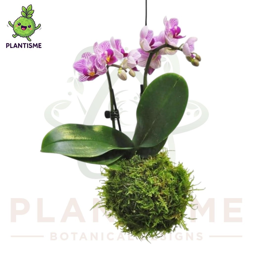 Mossball – Anggrek Bulan Orchid Phalaenopsis Amabilis Tanaman Bunga Tropis Elegan Indoor