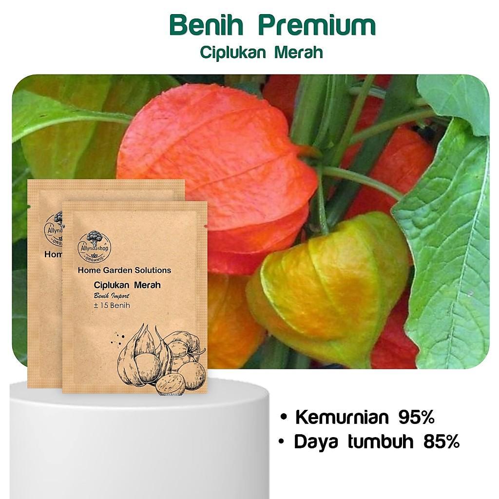 Benih Buah Ciplukan Jumbo Merah Unggul -MGS