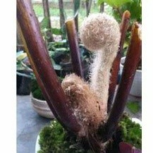 Tanaman Pakis Ekor kera monyet putih pakis monyet putih