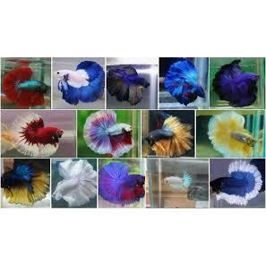 PAKET ISI 30 Ikan cupang halfmoon Jantan size M