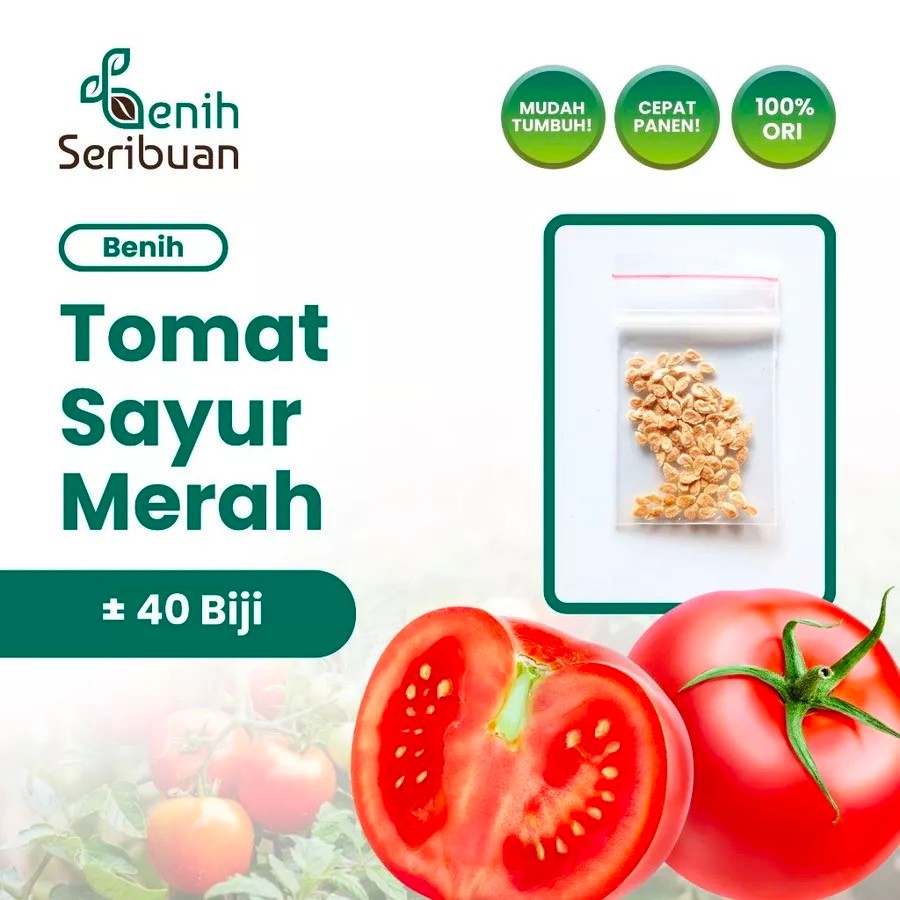 Benih Seribuan - 50 Benih Sayuran Tomat Sayur Merah Unggul