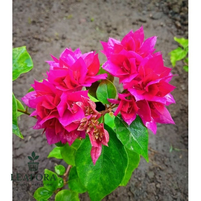 Tanaman Hias Bougenville Bunga Tumpuk Merah Fanta / Bougenville Hawai Merah Fanta