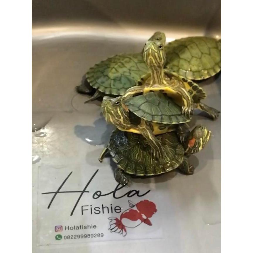 Kura-Kura Brazil Baby / Bayi Kura-Kura Brazil Ukuran 4cm - S