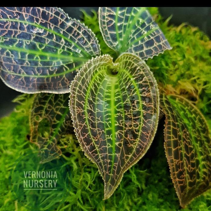 COD Macodes sanderiana (Jewel orchid dari Papua) >Pangpung Alam<