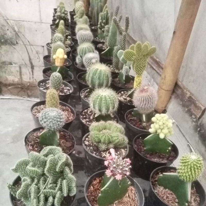 TANAMAN Kaktus Mini Tanaman Hidup Kaktus Mini