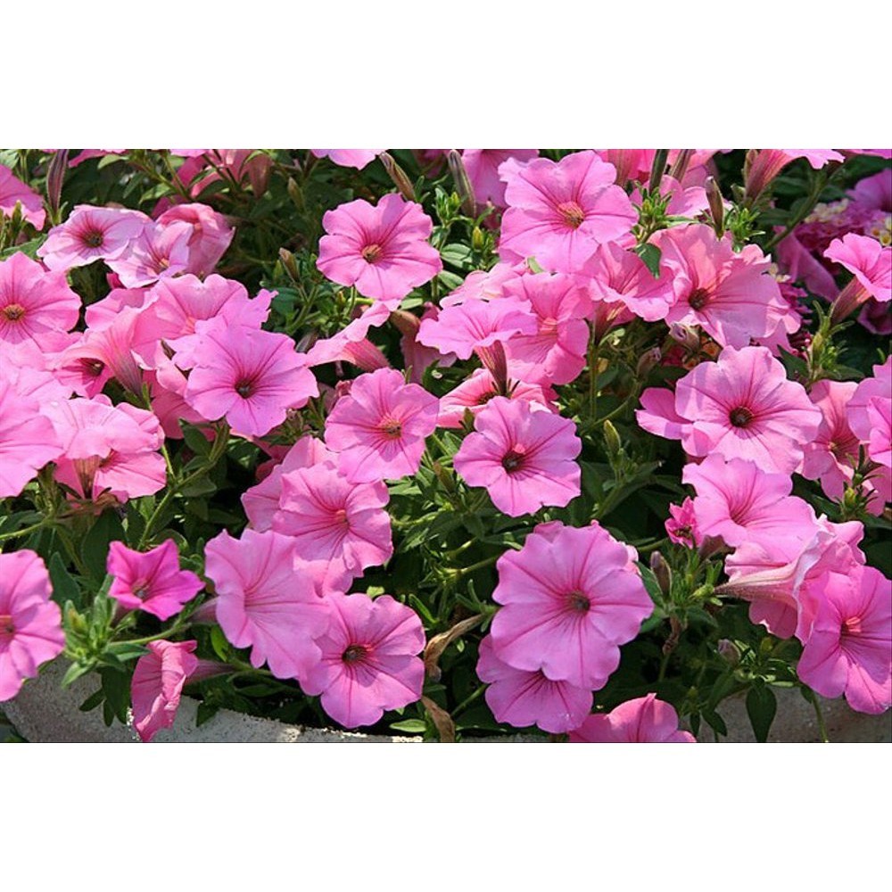 50 Benih Bunga Petunia Pink Salmon