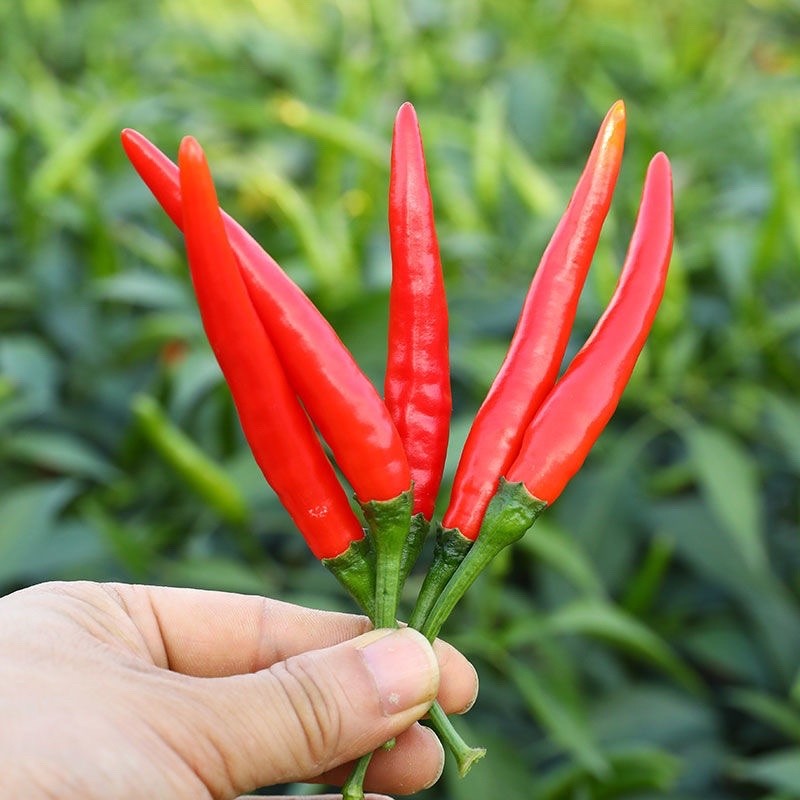 100 BENIH CABE Cayenne Pepper ,Chili Padi -MGS