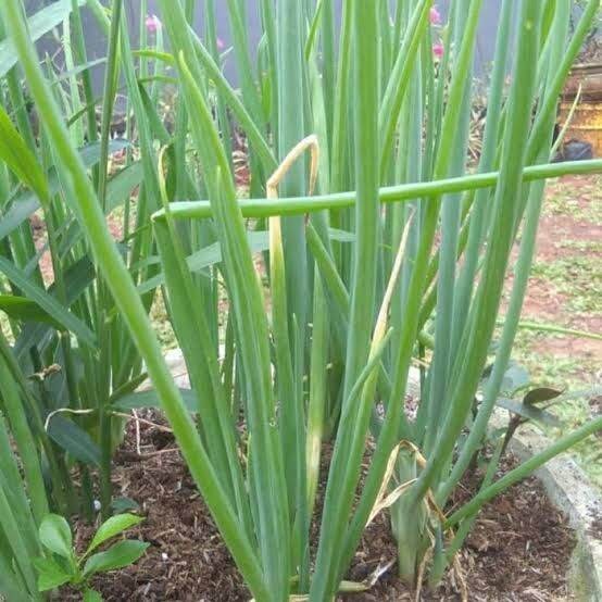 Bibit Daun Bawang Besar 50 Benih Siap Tanam