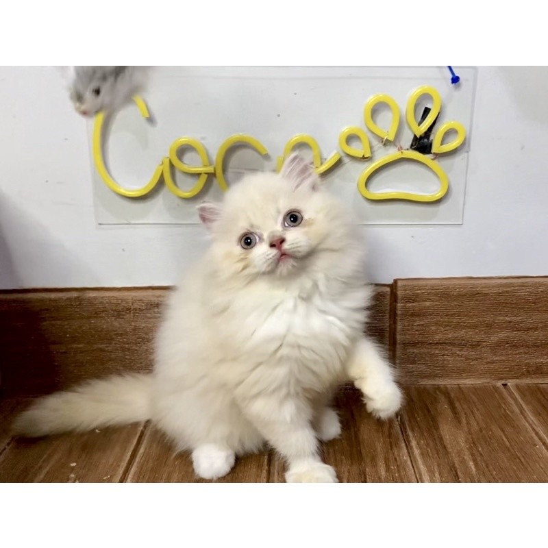 Kucing Persia Lucu Gembul Betina Jantan