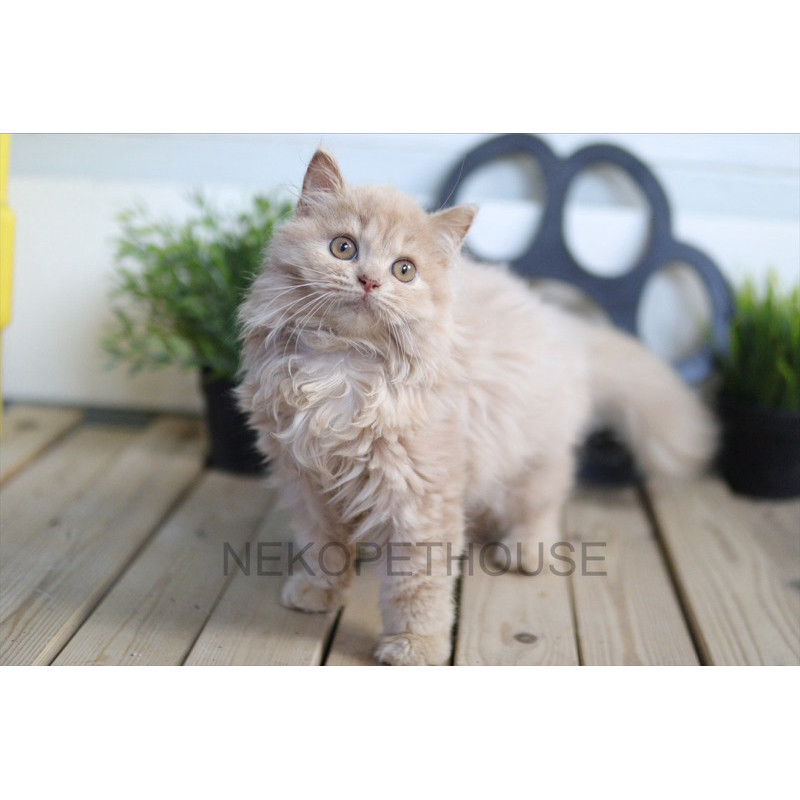 Persia Longhair Kitten Anak Kucing Persia