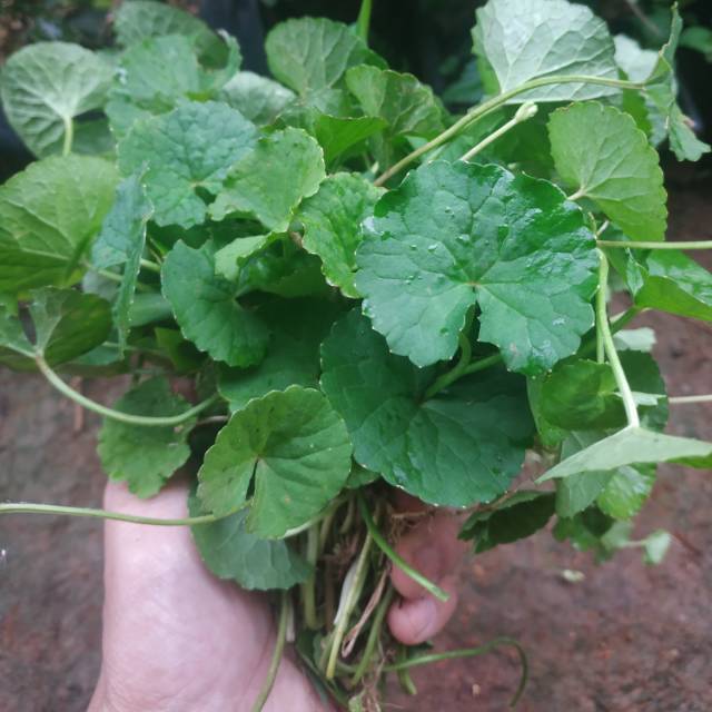 Daun Pegagan / Daun Antanan / Daun Senduduk 1 Ikat