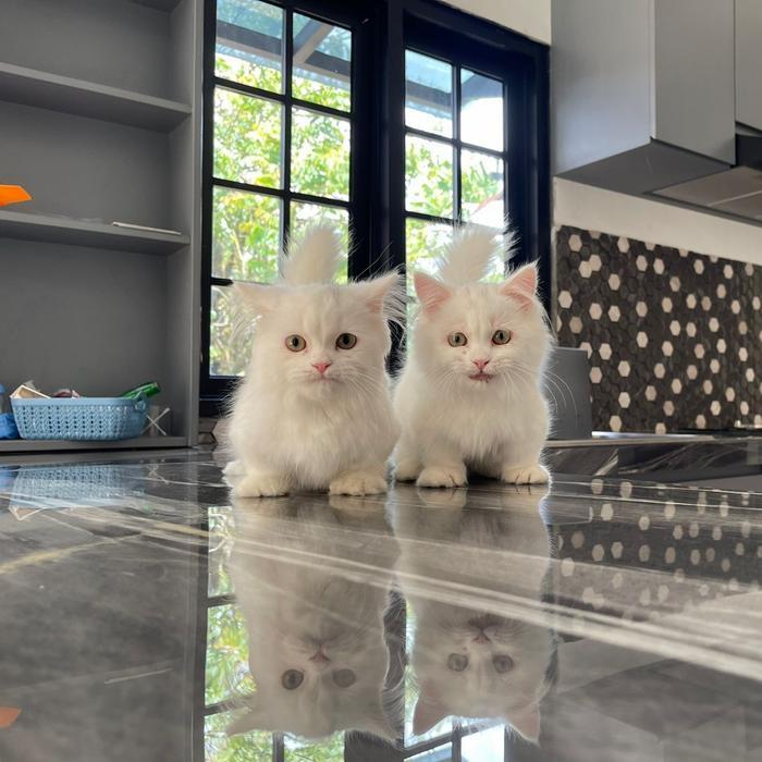 kucing munchkin jantan & betina