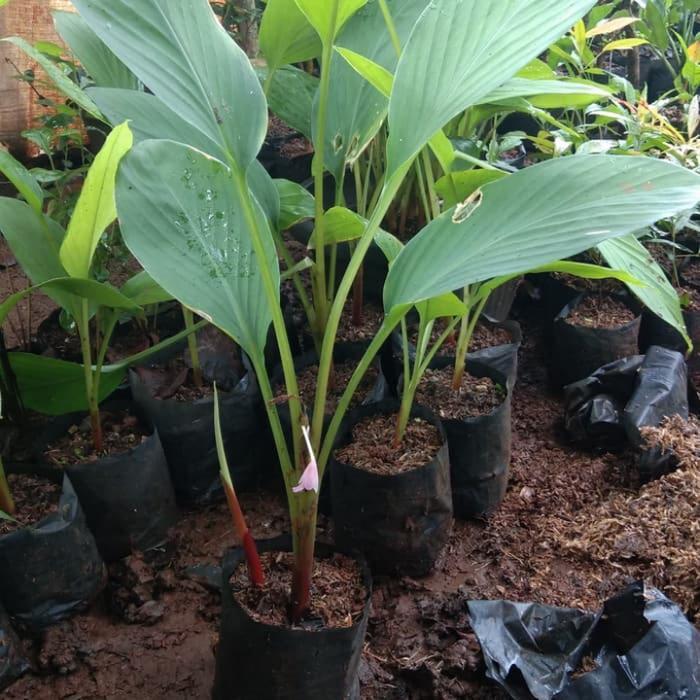 Pohon temu kunci / Tanaman temu kunci Bibit Temu Kunci Tanaman Temu Kunci Pohon Temu Kunci Temukunci