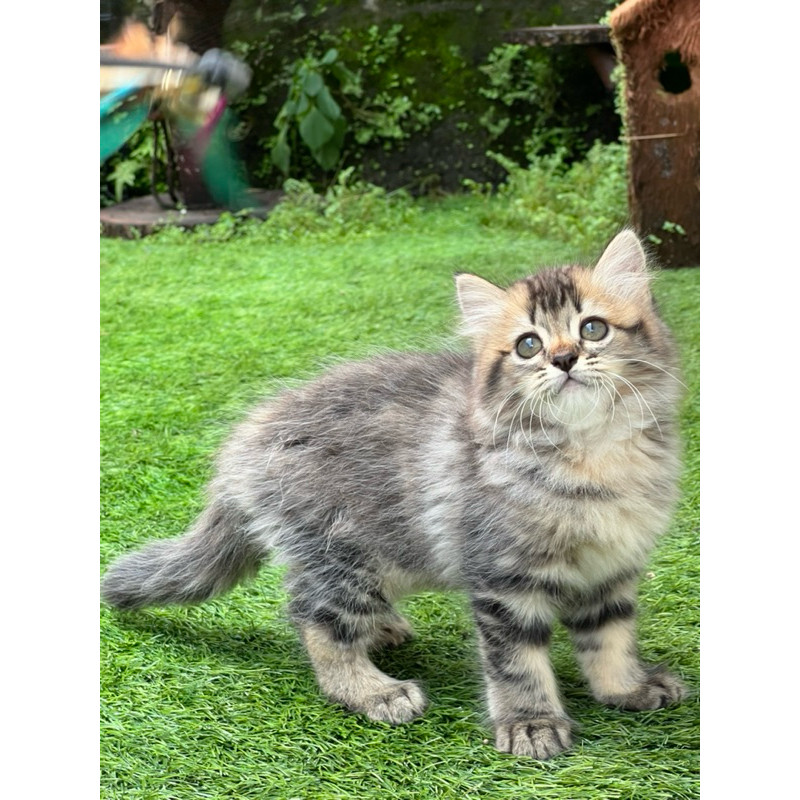 kucing persia longhair