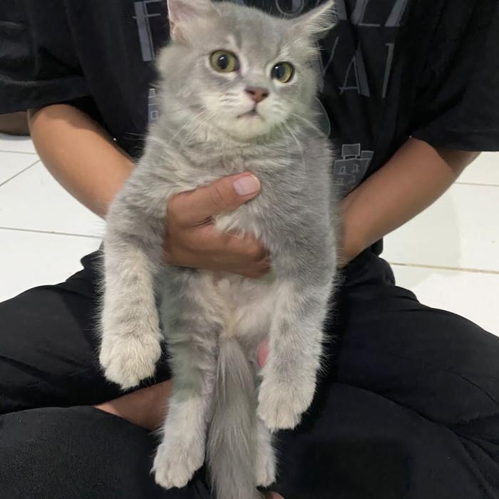kucing persia jantan medium