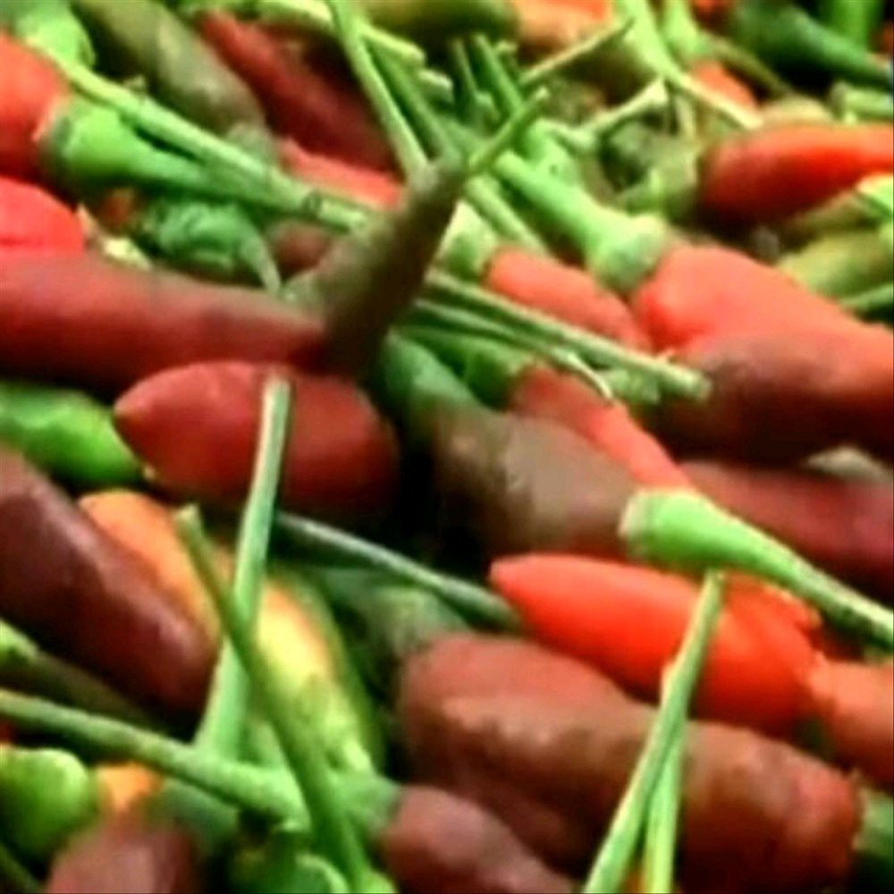 paket 10 Benih Biji Cabe Hiyung Banjar -myseedgsrden