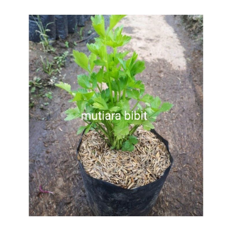 Bibit tanaman sayuran seledri daun seledri