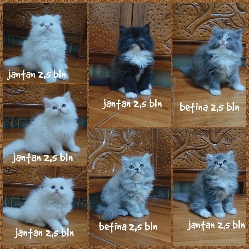 kitten Persia longhair bulu kapas