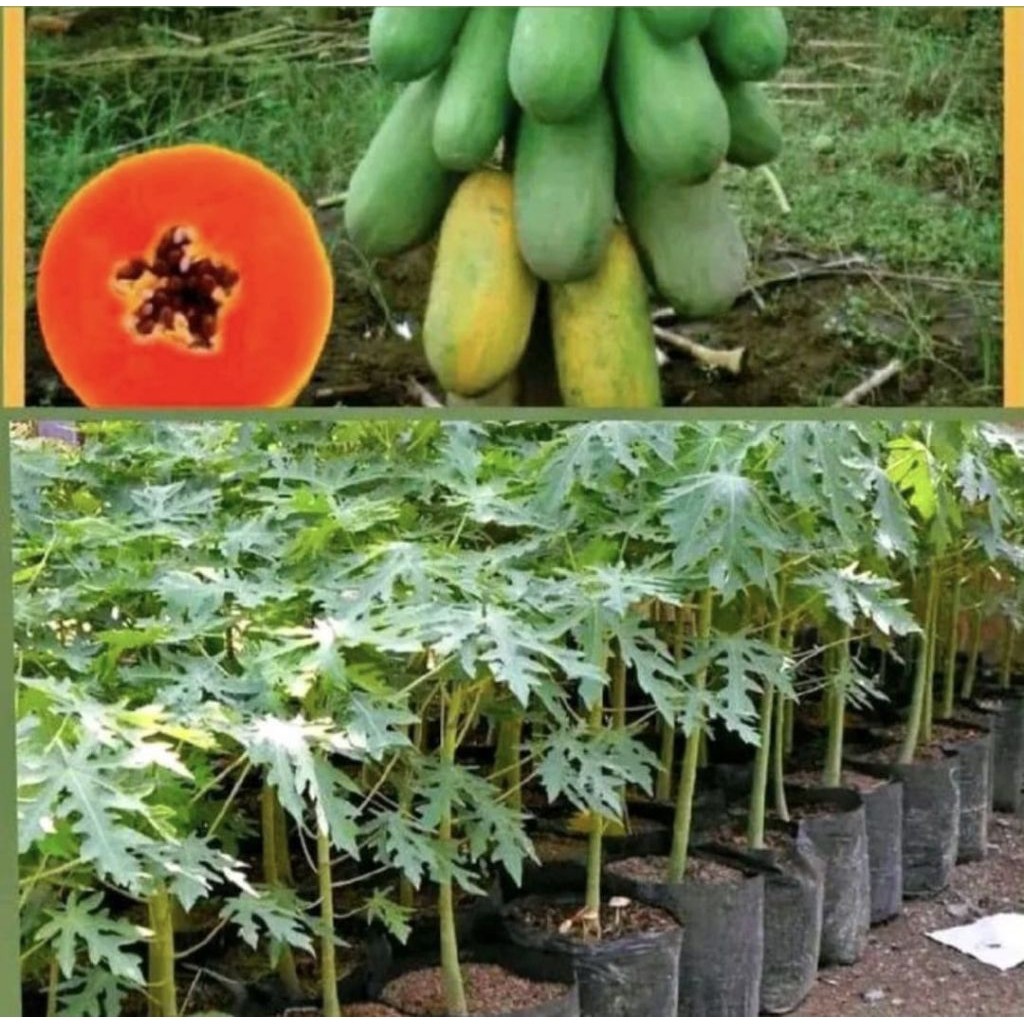 Pohon Pepaya California Bibit Tanaman Pohon Buah Pepaya California