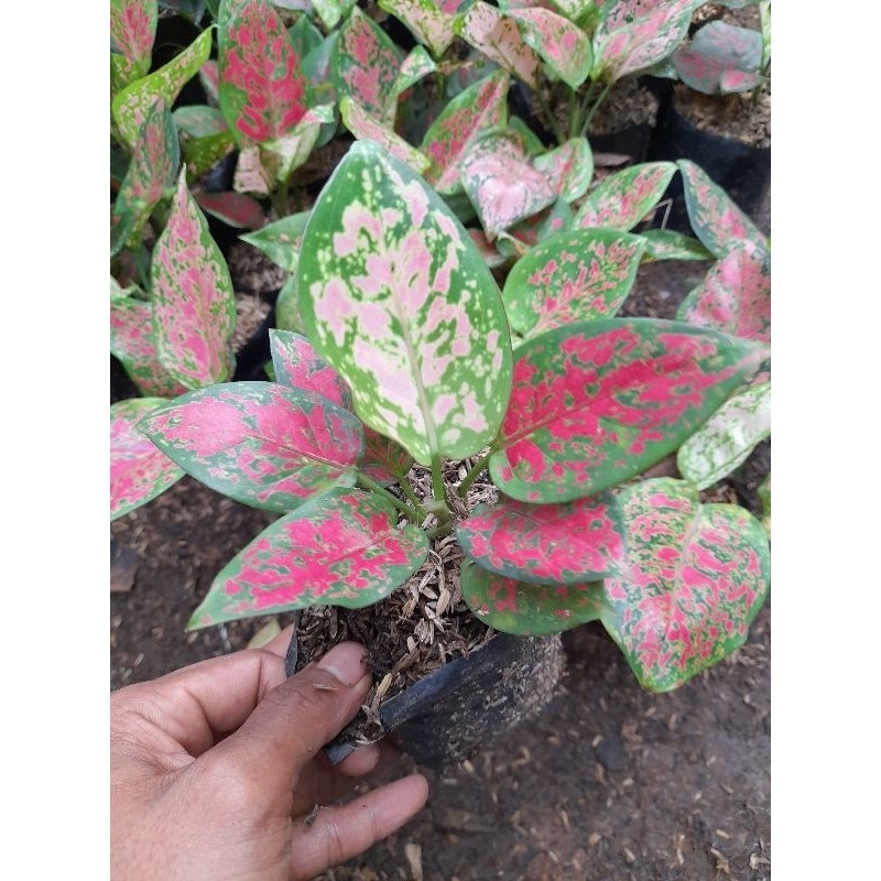 tanaman aglonema dud anjamani - tanaman - aglonema - dud anjamani Tanaman Hias Hidup Aglonema Dud An