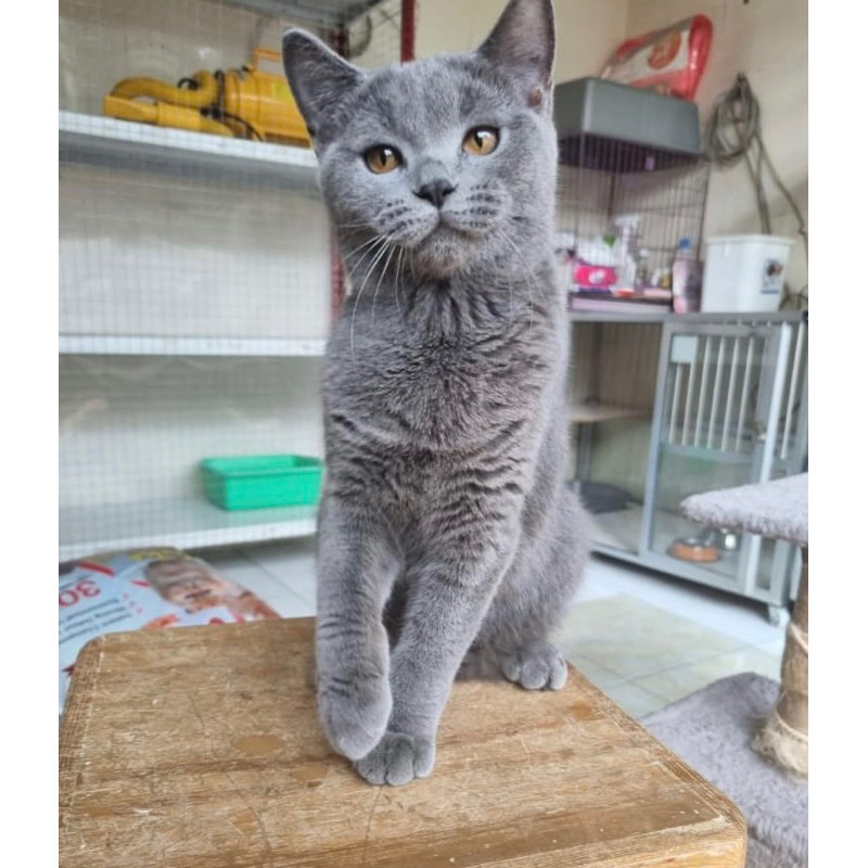 Kitten British Shorthair