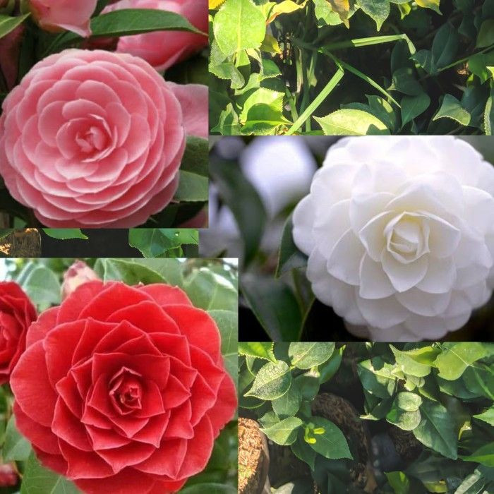 Tanaman Hidup Bunga Camelia Tumpuk - Bunga Hias Camelia Ready 5 Warna