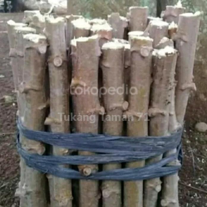 Bibit Singkong Keju pulen 1kg batang plus bonus DM