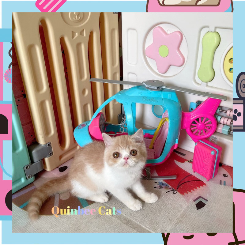 Kucing Persia Peaknose Exotic Shorthair (Exo) Betina