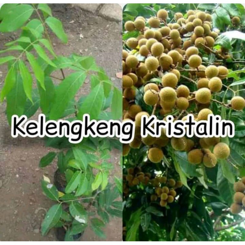 Bibit Buah Kelengkeng Kristalin - Cepat Berbuah