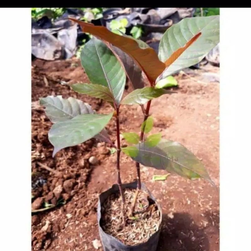 Promo Bibit Ungu Handeuleum Tanaman Herbal Obat Ambeyen ,,SJ