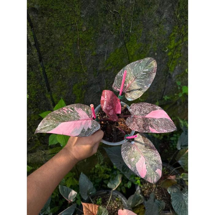 TANAMAN HIAS TERMURAH BUNGA PHILODENDRON PINK PRINCESS GALAXY